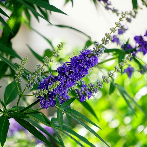 Pflanze Mönchspfeffer